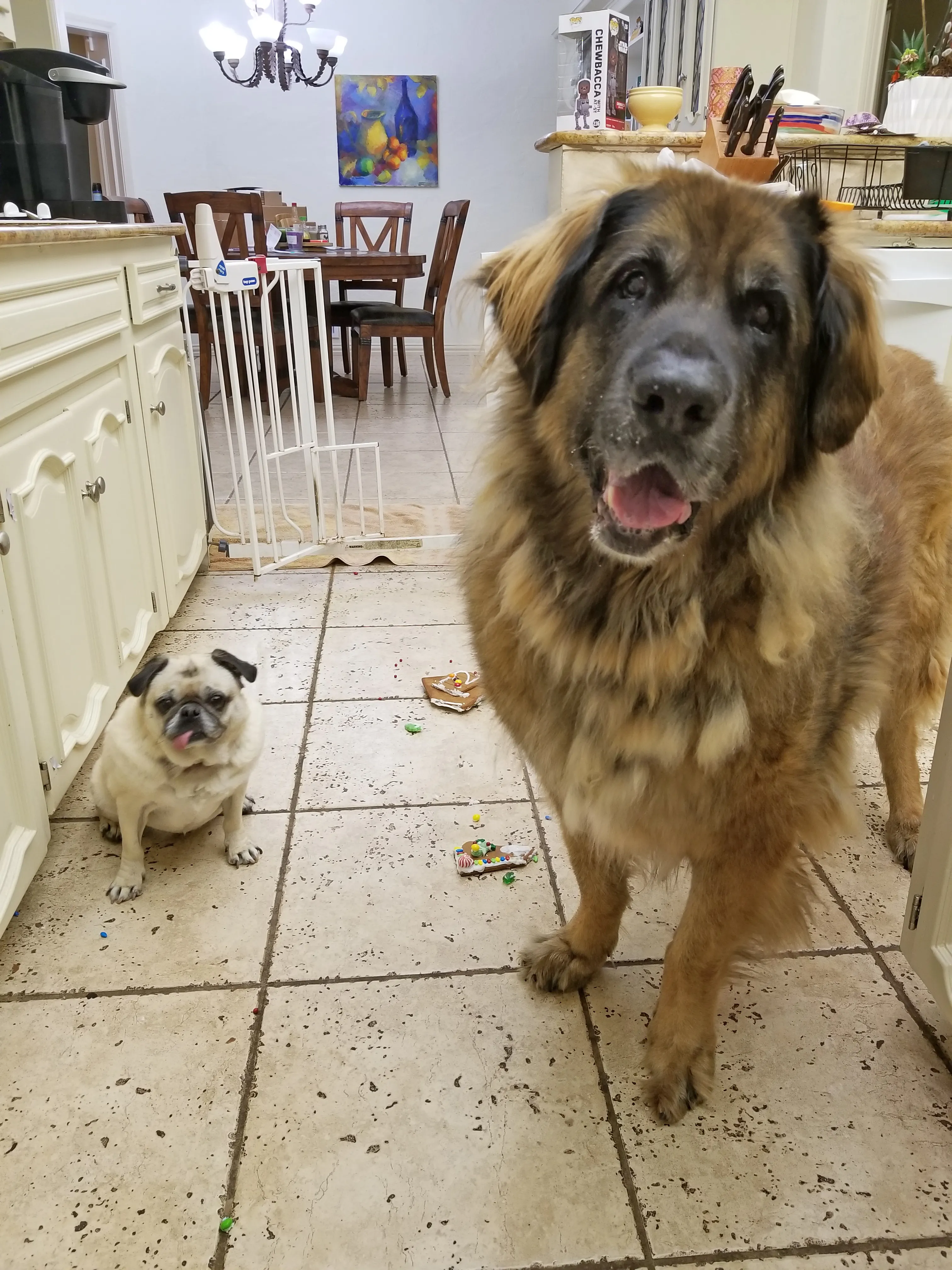 Our Australian Shepherd, with our Pug, Daisy, standing beside him in the kitchen, surrounded by the remnants of a gingerbread house on the floor.