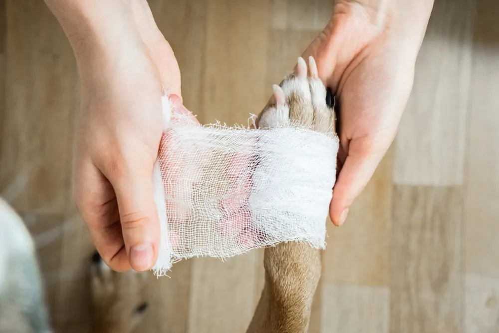 Owner bandaging a small dog's leg wound carefully
