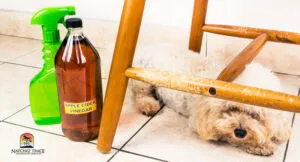 Owner carefully applying diluted apple cider vinegar to a dog's ear
