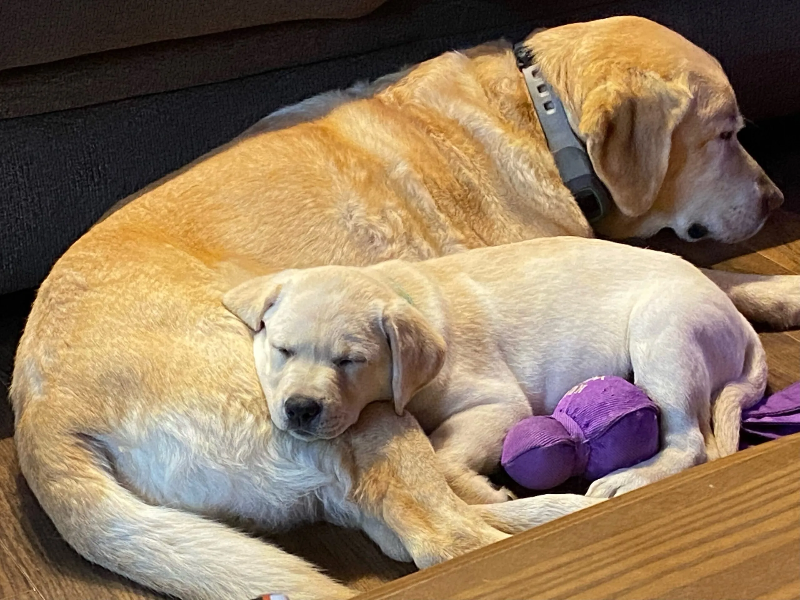 Ozzie, our 7-week-old puppy, looking playful shortly after his first vaccination
