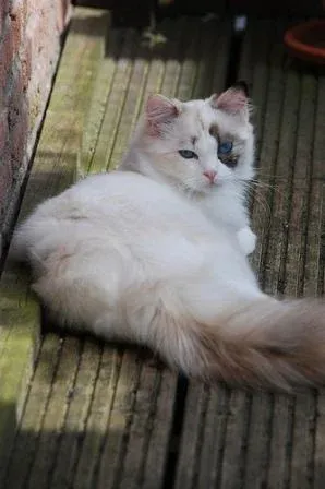 Pacificats Claire, seal tortie point bicolor at 7 months