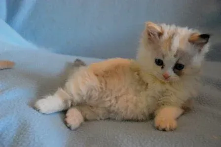Pacificats Claire, seal tortie point bicolor Ragdoll kitten at 7 weeks