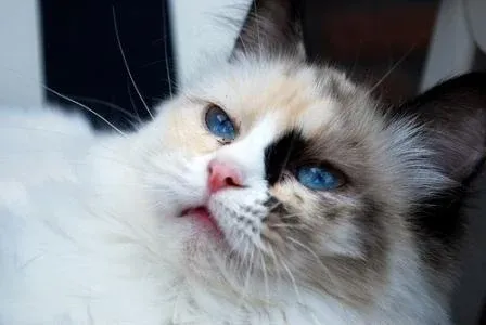 Pacificats Pippa Longstockings, another view of seal tortie point bicolor