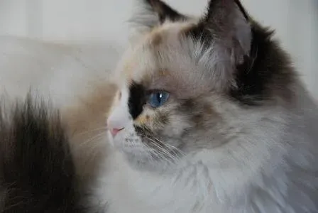 Pacificats Pippa Longstockings, seal tortie point bicolor at 7 months