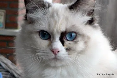 Pacificats Pippa Longstockings, seal tortie point bicolor kitten