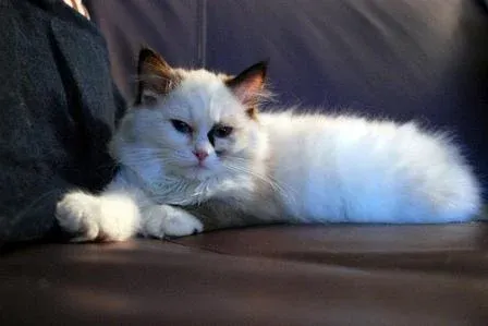 Pacificats Pippa Longstockings, seal tortie point bicolor Ragdoll at 14 weeks