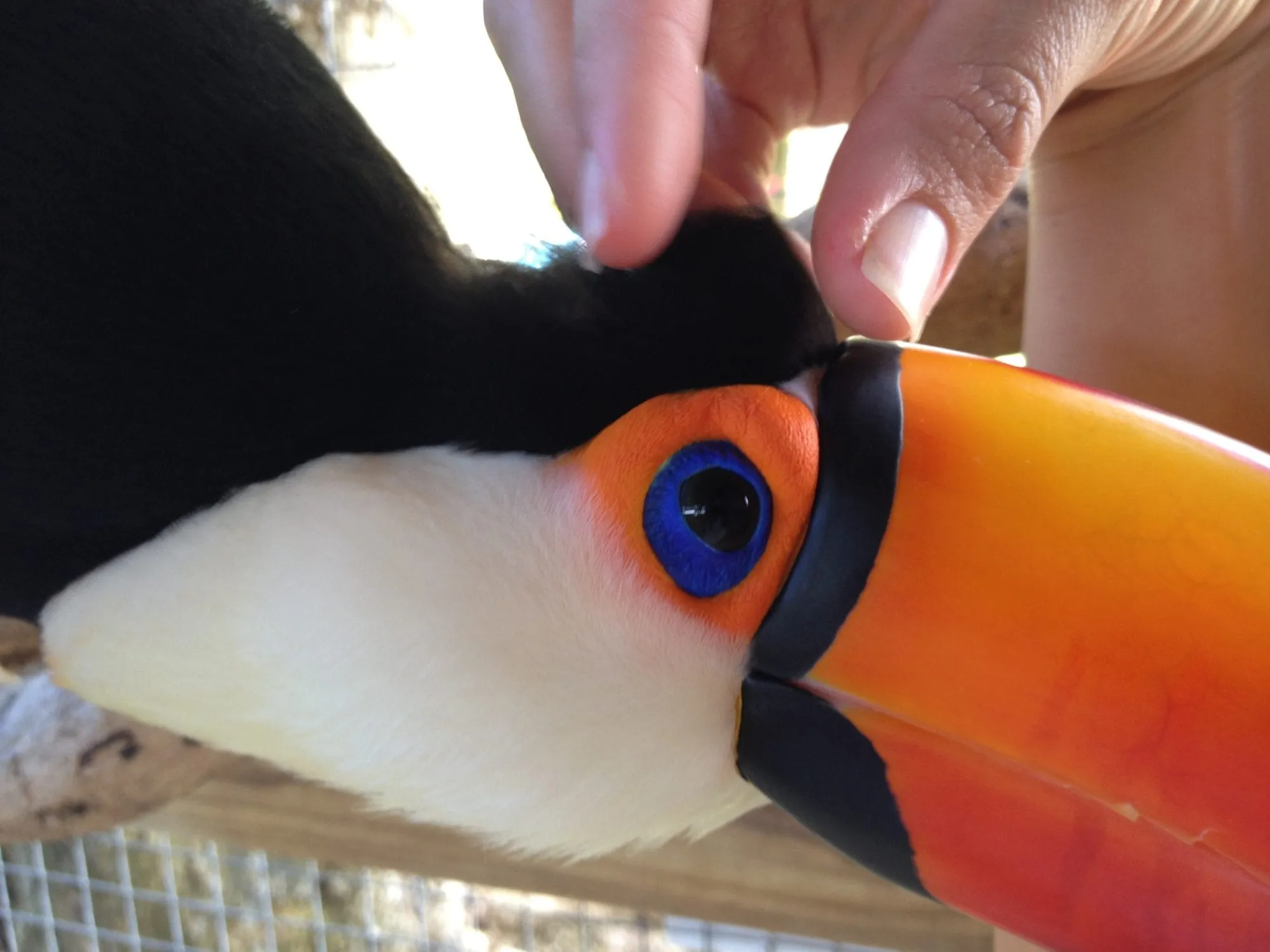 Paco toucan enjoying cuddle time with owner