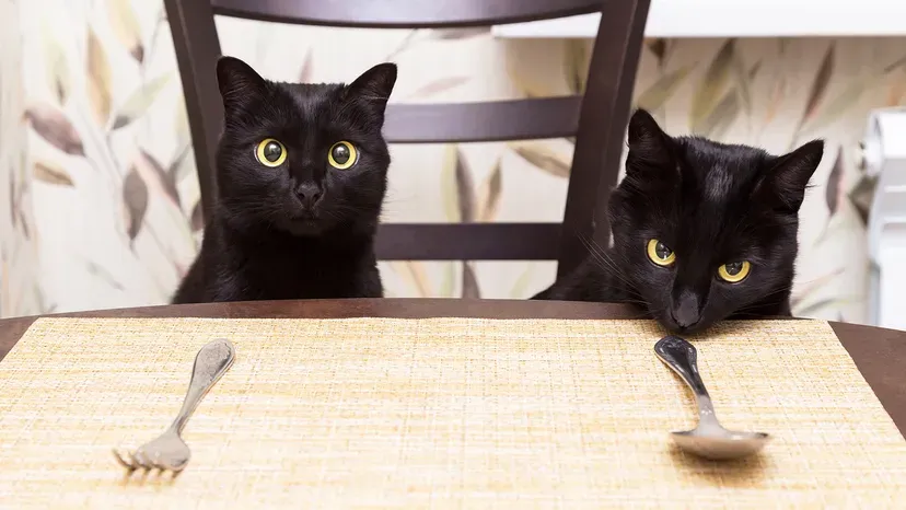 Pair of Bombay cats with sleek black coats and yellow eyes