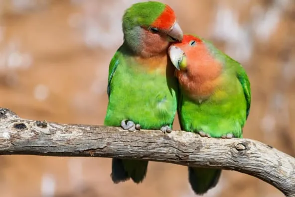 Pair of lovebirds displaying green feathers and affectionate bonding