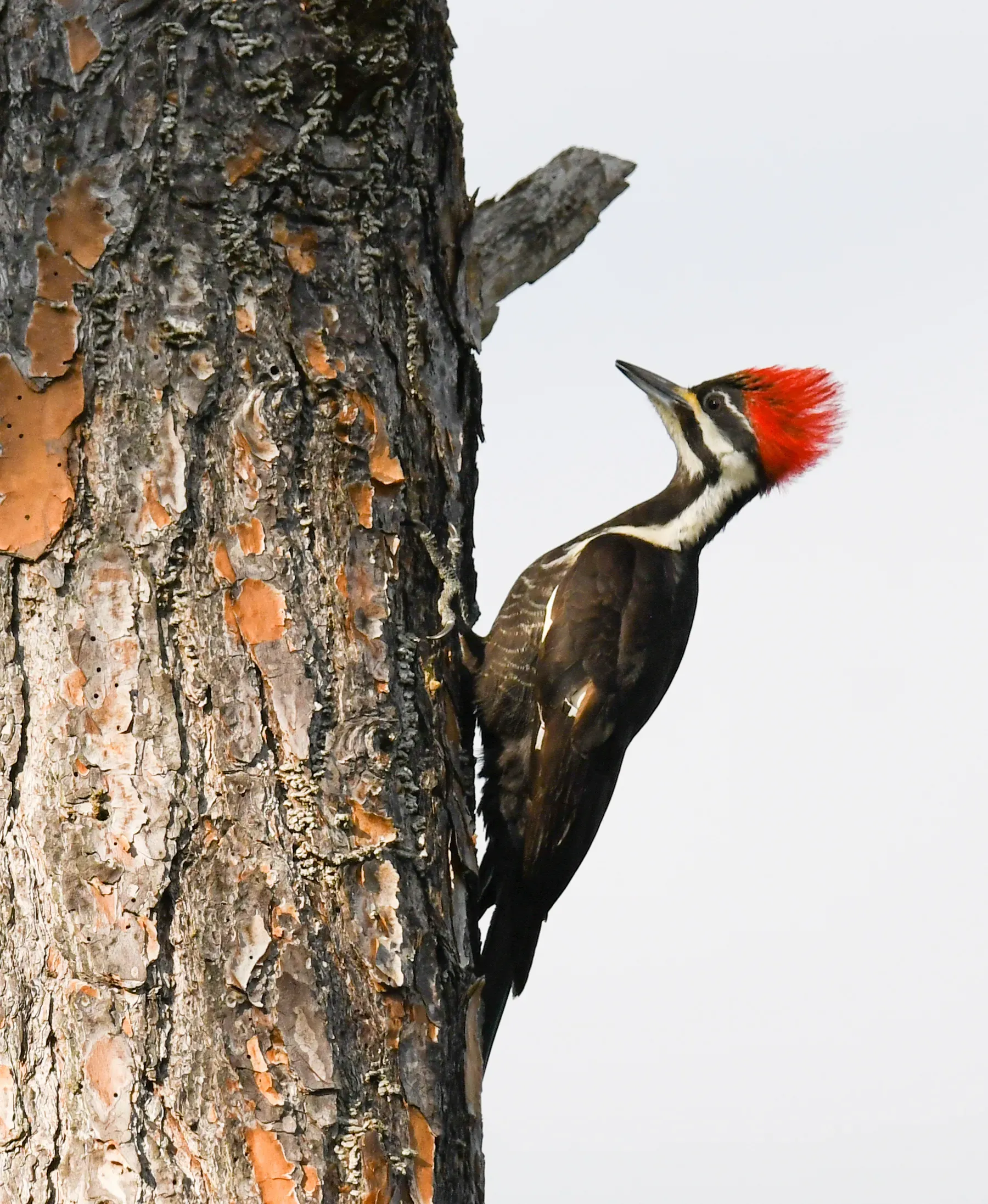Pair of Pileated Woodpeckers courting in spring light