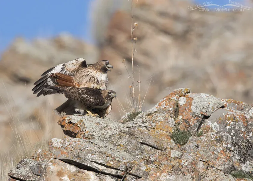 Pair of Red-tailed Hawks mating on lichen covered rocks