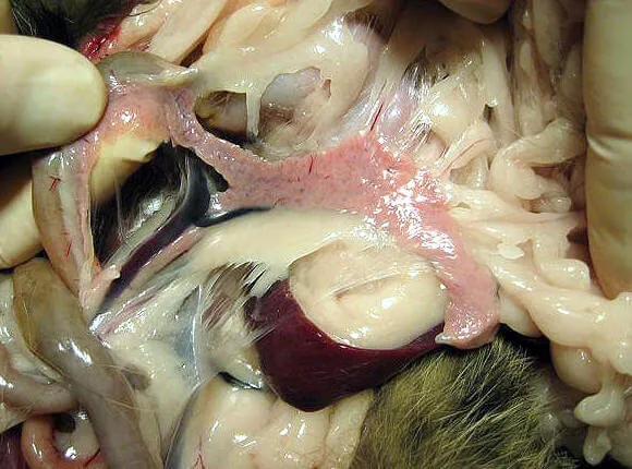 Pancreas anatomy showing the organ central to insulin production in cats