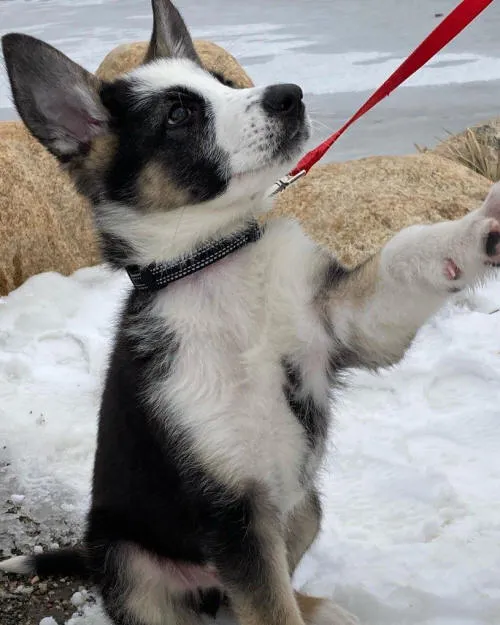 Panda German Shepherd Cicero, a large puppy with distinctive white, black, and tan markings