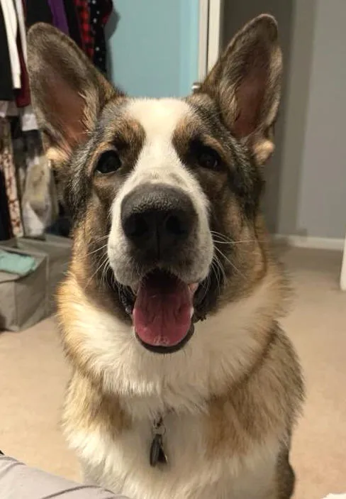 Panda German Shepherd puppy Niko, showcasing classic black, tan, and white patterns