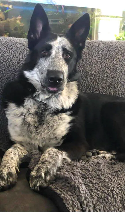 Panda German Shepherd Tokala, a service dog in training, demonstrating focus and composure