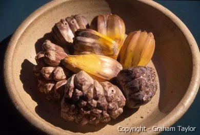 Pandanus palm fruits as part of wild Eclectus parrot diet