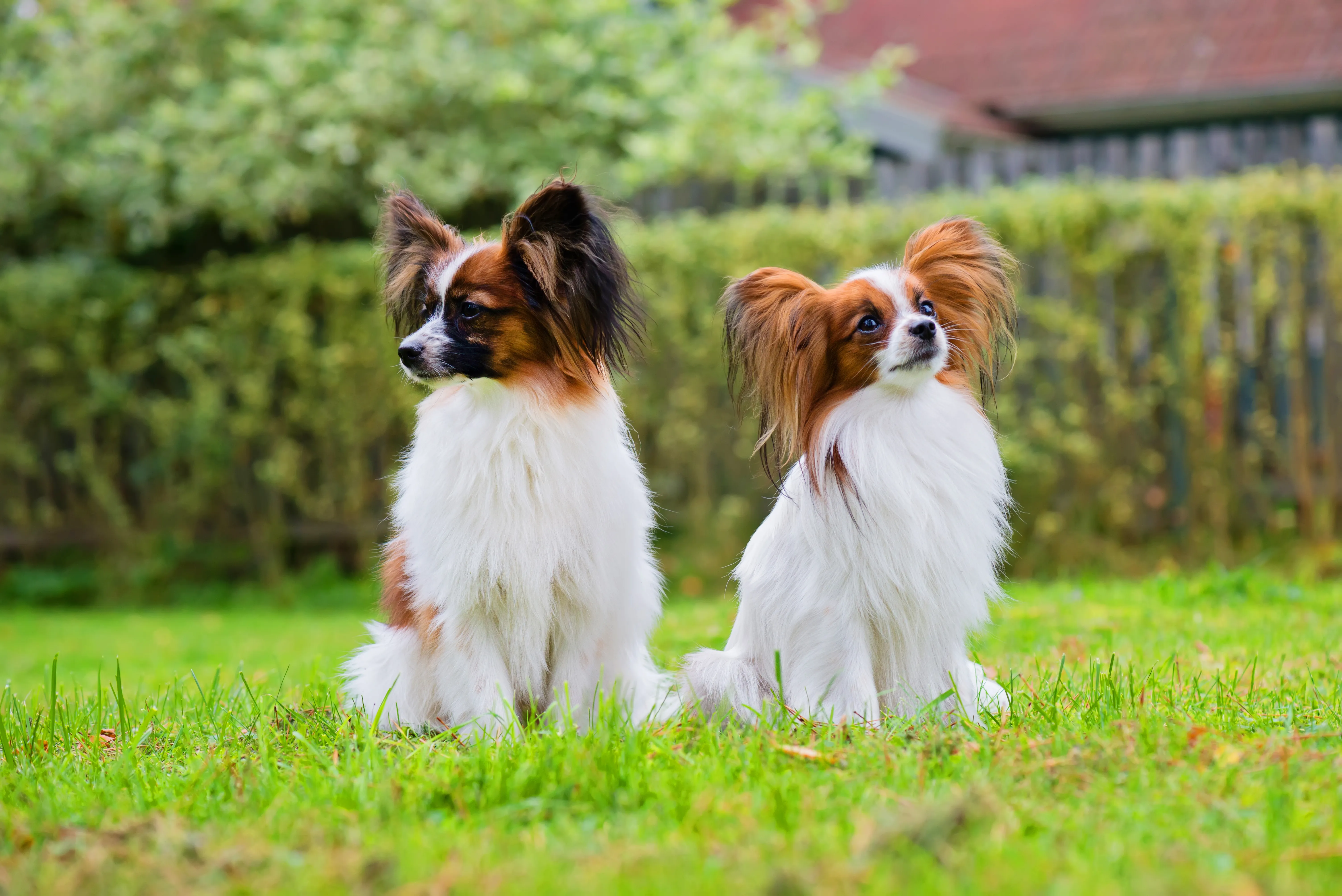 Papillon displaying fringed ears prominently