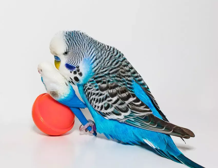Parakeet playing with a variety of toys