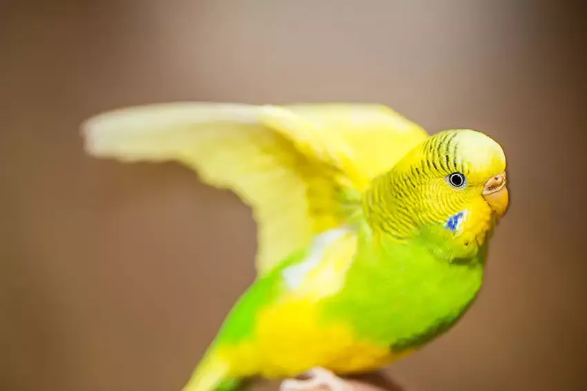 Parakeet stretching a wing and a leg