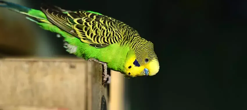 Parakeet with head down, possibly bobbing