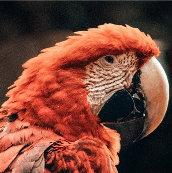 Parrot eye infections illustration