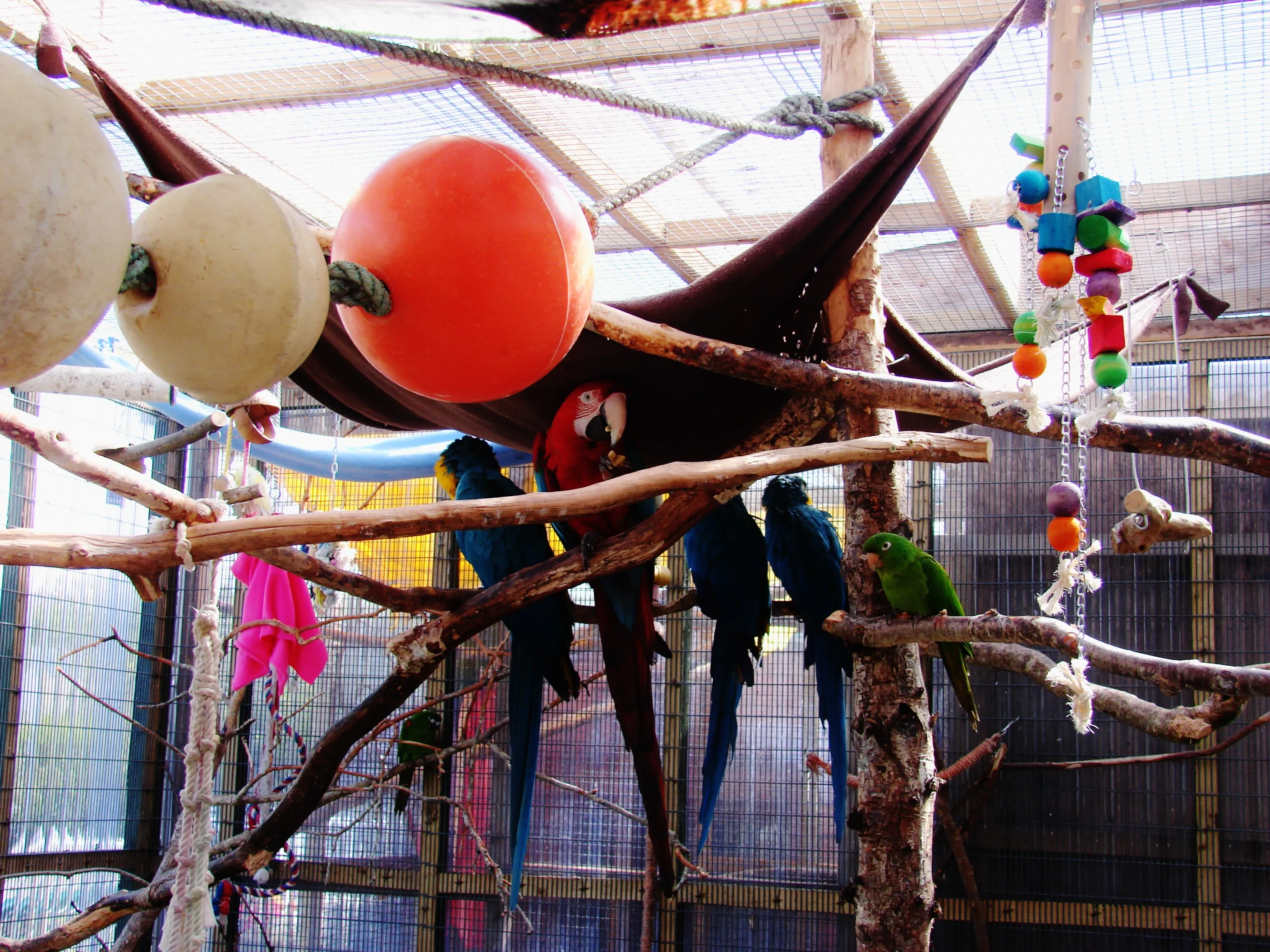 Parrots in a sanctuary environment, highlighting safe forever homes versus risky pet shop fates