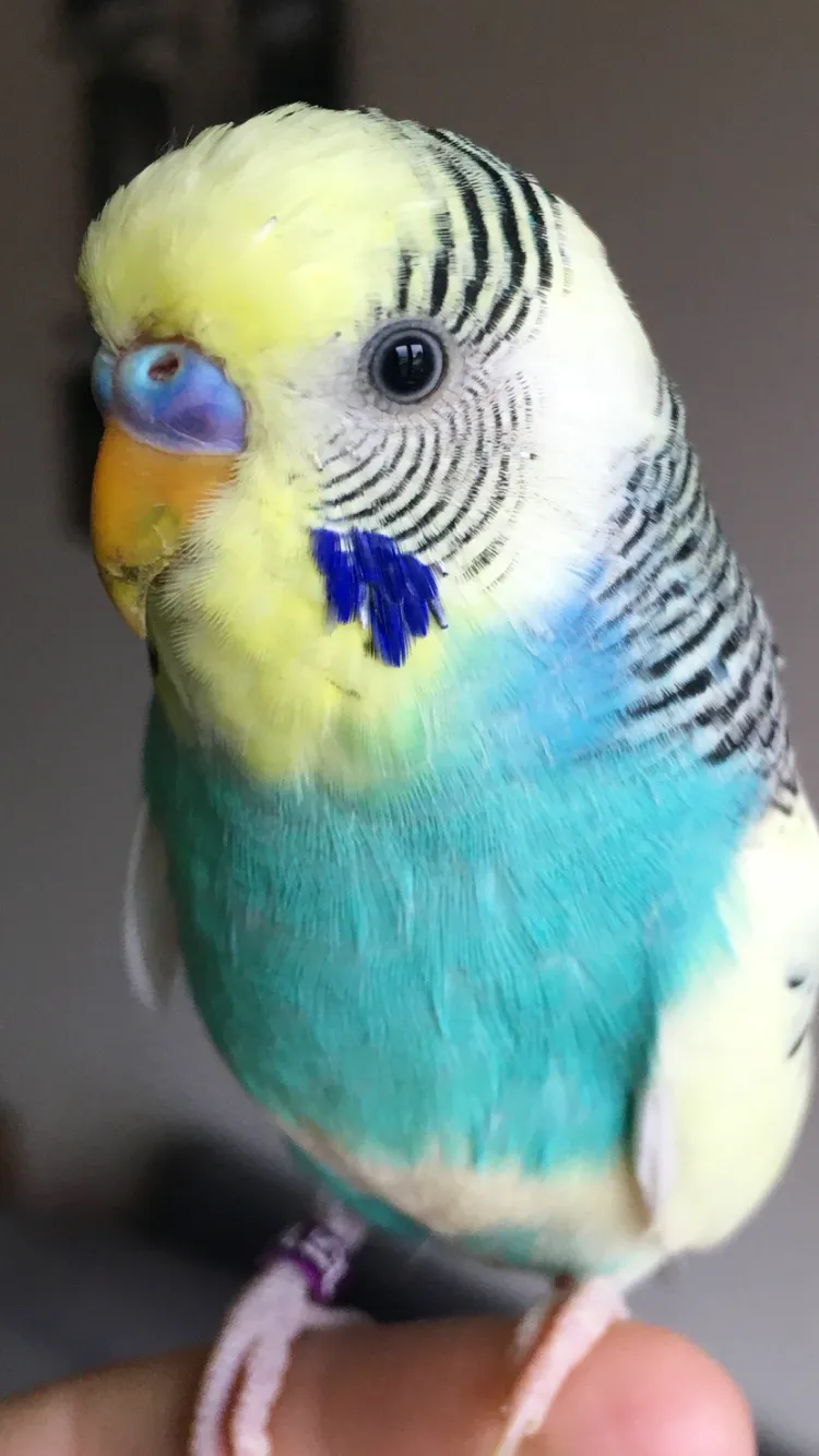 Paulie and Puffy pied male budgies with pink ceres