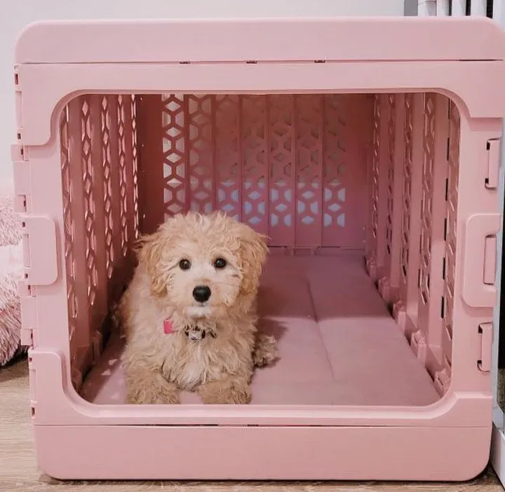 PAWD modern collapsible dog crate in use