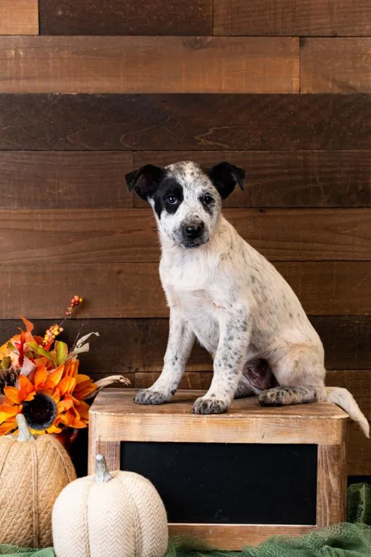 Peaty (#957-25), friendly Heeler Mix female puppy, 15 weeks spayed