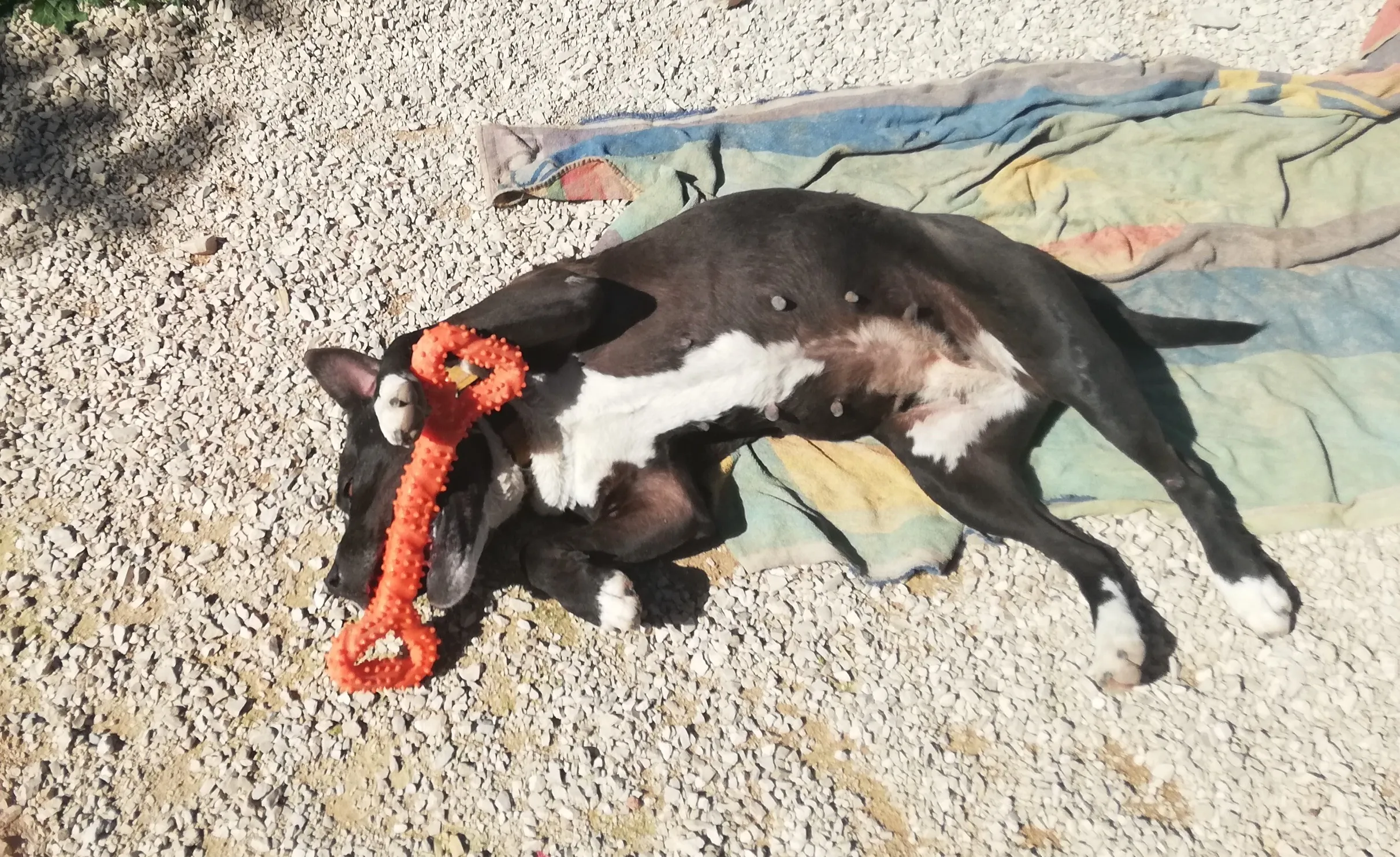 Pebbles relaxing with the XL orange bone