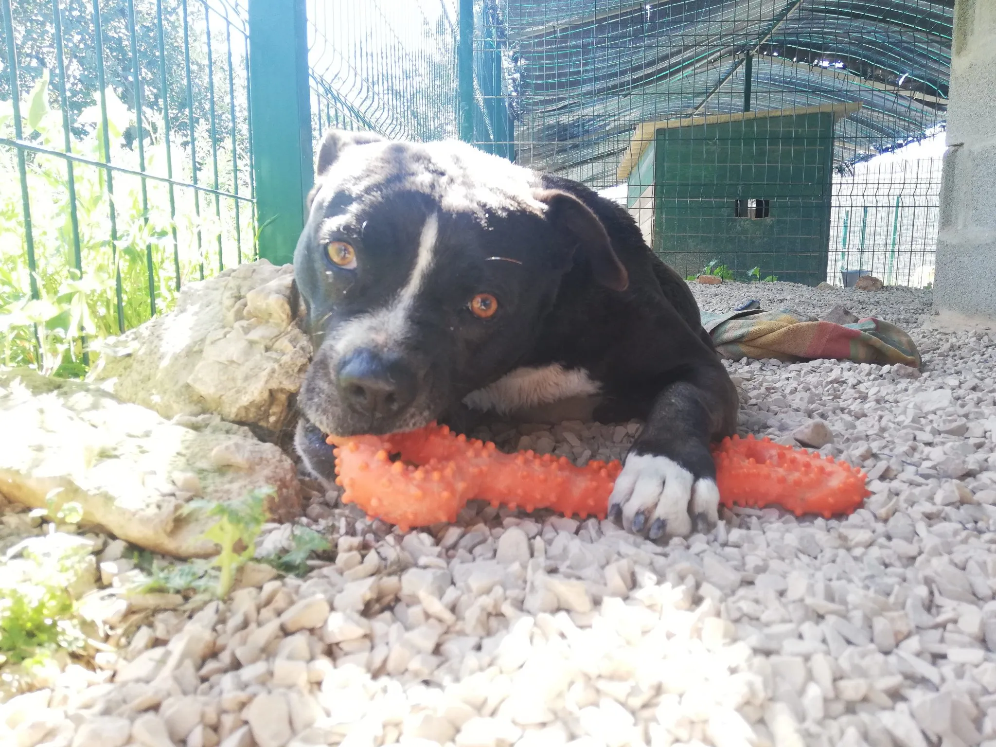 Pebbles with XL bone