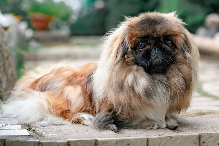 Pekingese sitting in the garden outdoors.