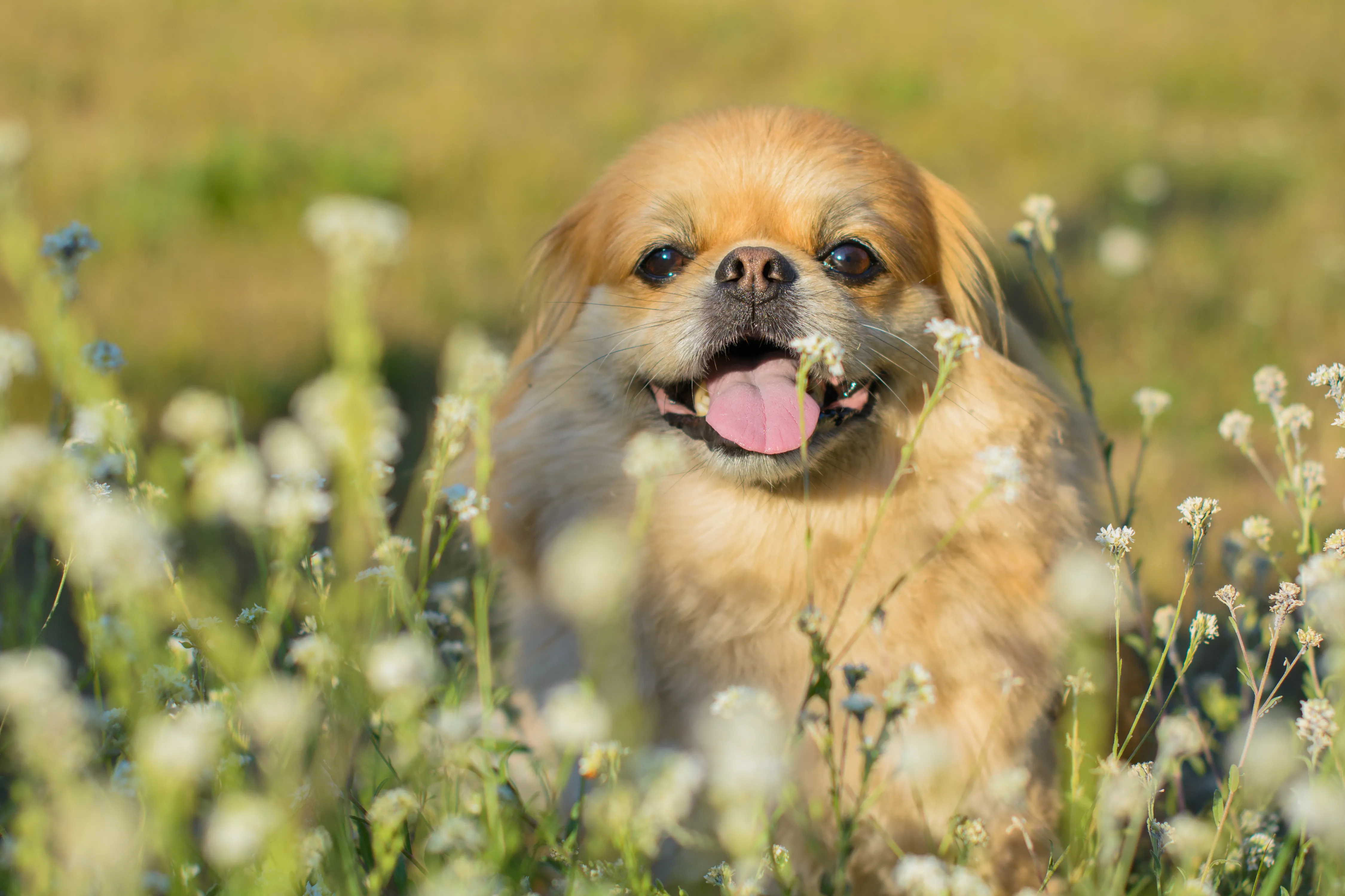 Pekingese with lion-like mane expression