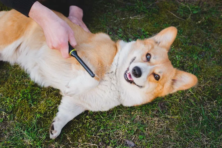 Pembroke Welsh Corgi enjoying getting brushed outdoors.