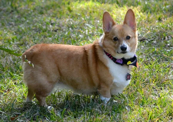 Pembroke Welsh Corgi on trail