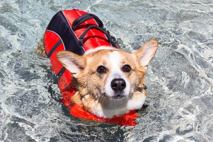 Pembroke Welsh Corgi wearing a life vest swimming.
