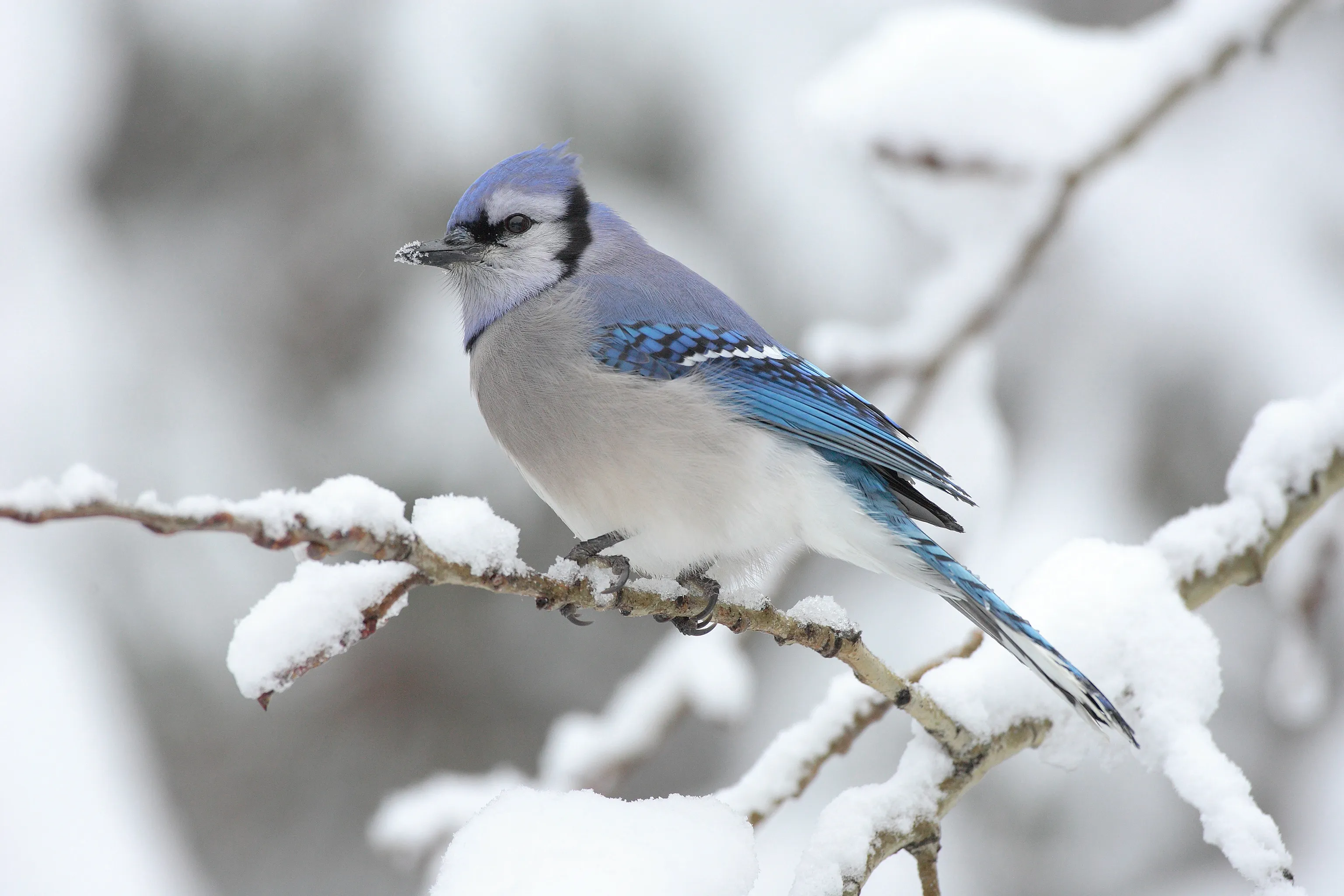 Perched blue jay in snow