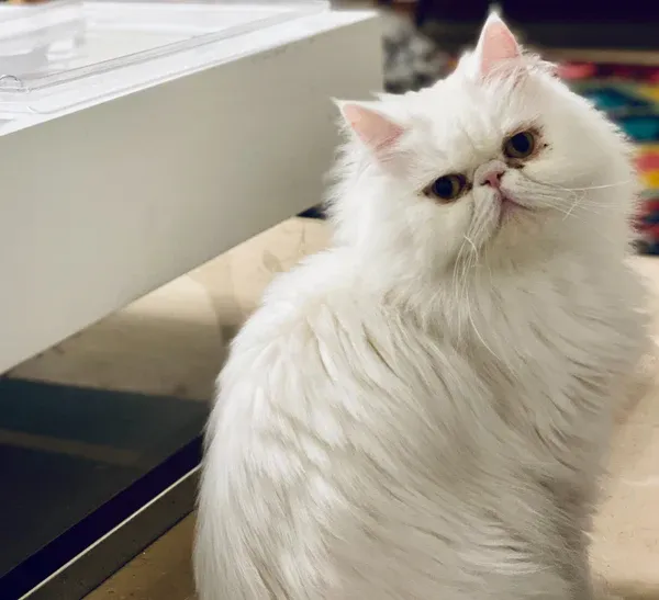 Persian cat looking at screen