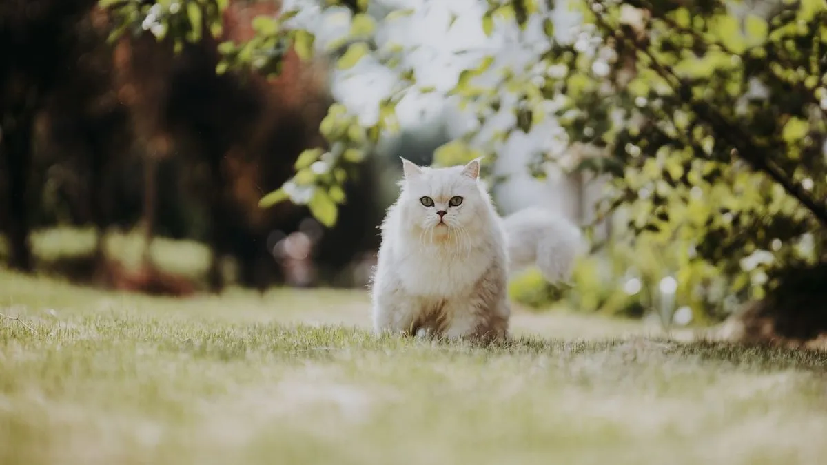 Persian cat