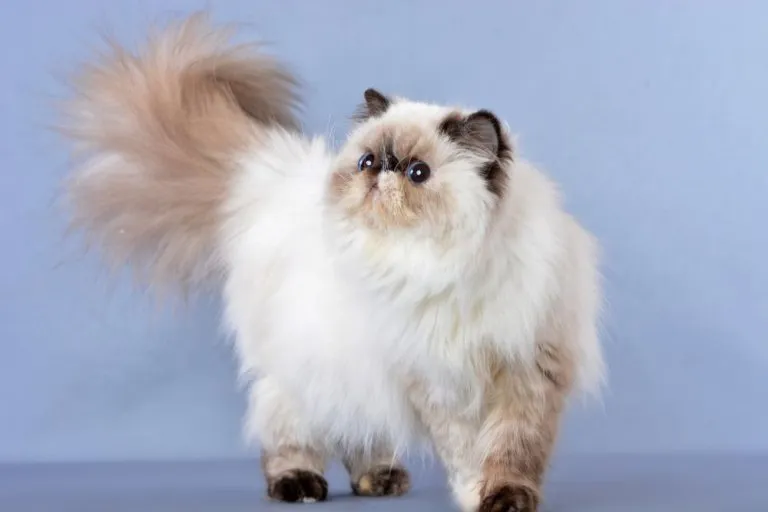 Persian longhair illustrating Himalayan cat history