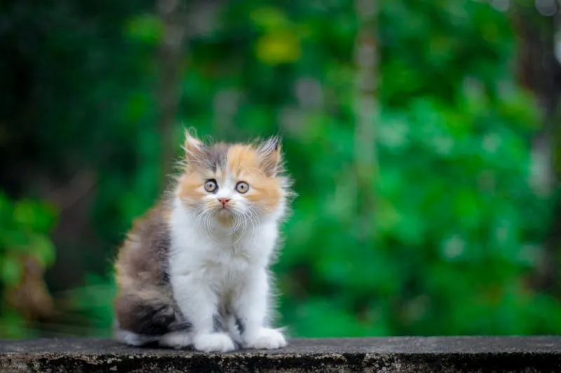 Persian mixed breed cat with long silky fur in varied colors