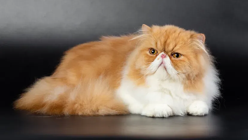 Persian with long orange fur