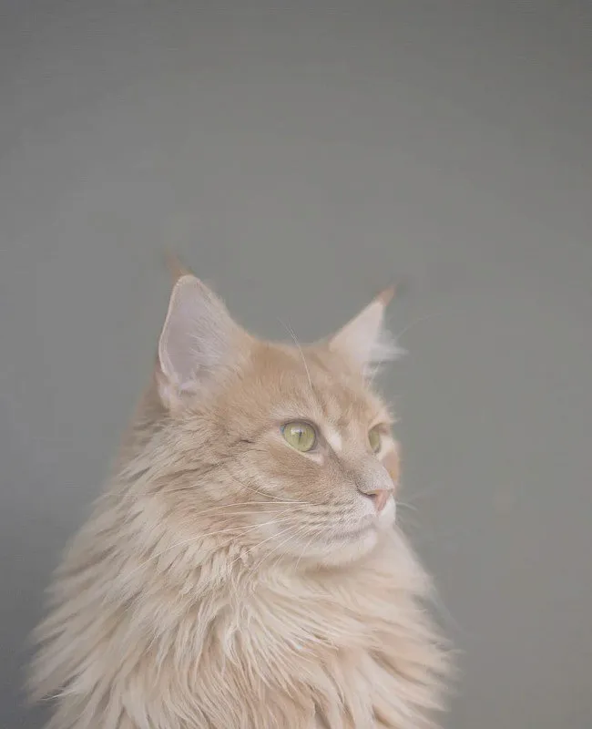 Pet owner and vet technician discussing pet health while a dog waits patiently