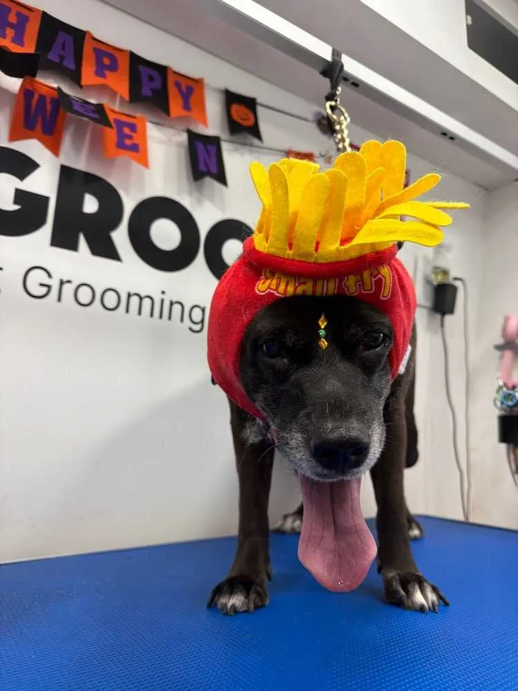 Pet profile image of a happy dog after grooming
