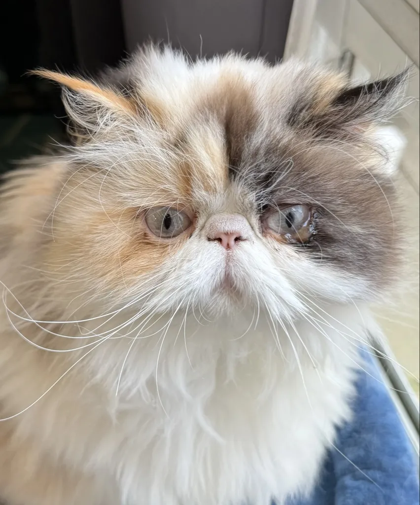 Pet profile picture of a fluffy cat