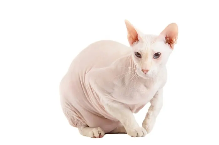 Peterbald cat lounging gracefully