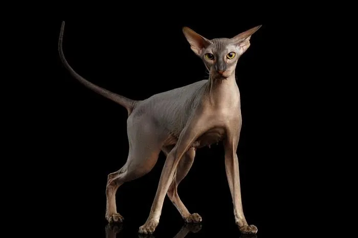 Peterbald cat variant showing hairless elegance