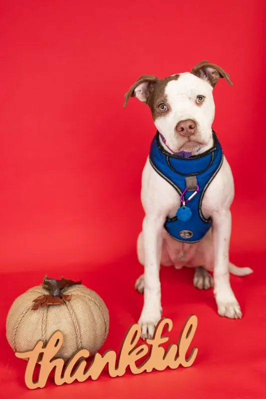 Petey (#976-25), energetic Pit Bull Mix male puppy, 5 months neutered
