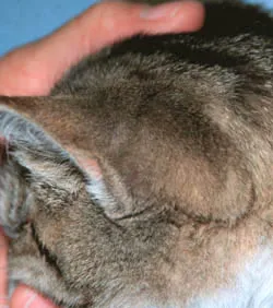 Photo of back of a cat