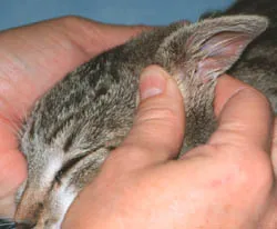 Photo of what is described in the following paragraph.